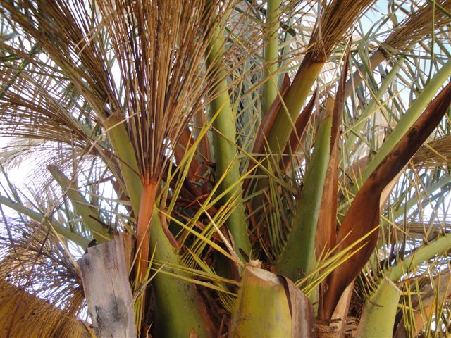 [Foto de planta, jardin, jardineria]