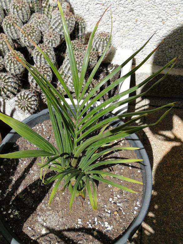 [Foto de planta, jardin, jardineria]