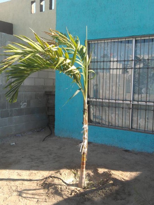 [Foto de planta, jardin, jardineria]