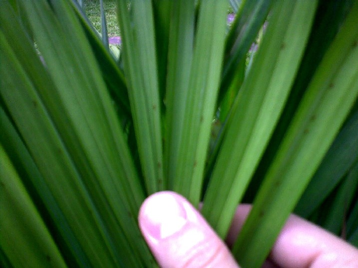 [Foto de planta, jardin, jardineria]