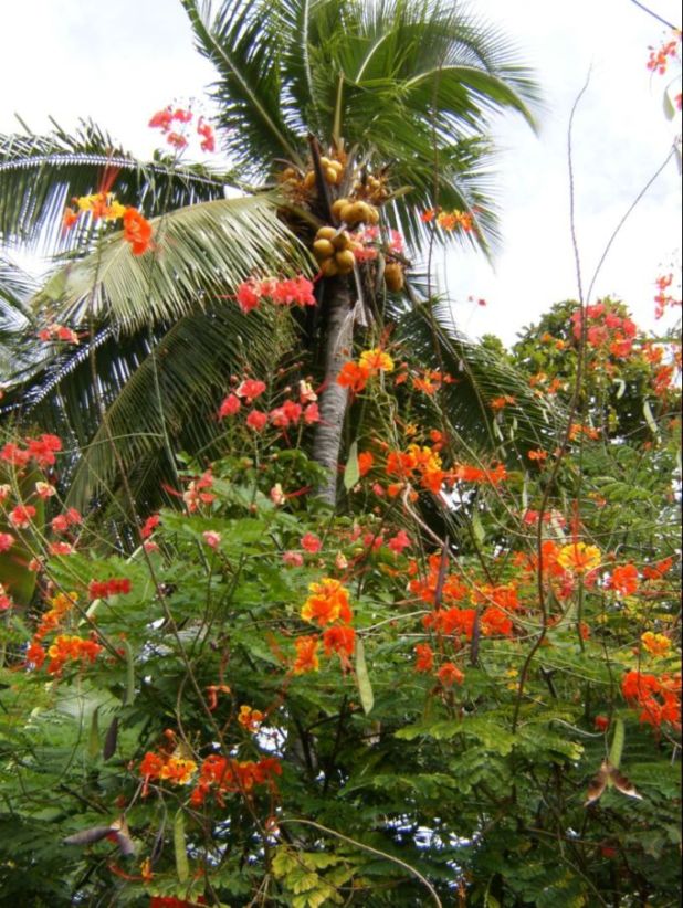 [Foto de planta, jardin, jardineria]