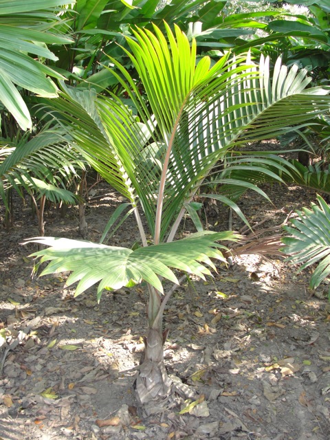 [Foto de planta, jardin, jardineria]