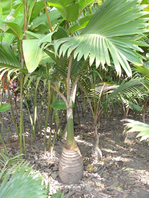 [Foto de planta, jardin, jardineria]