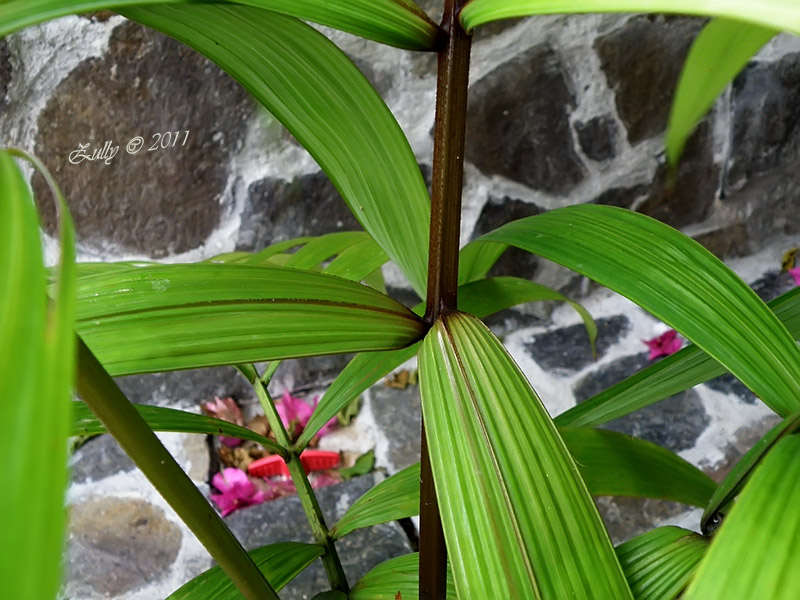 [Foto de planta, jardin, jardineria]