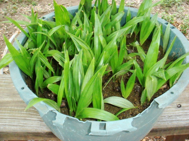 [Foto de planta, jardin, jardineria]