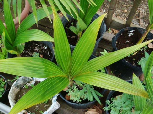 [Foto de planta, jardin, jardineria]