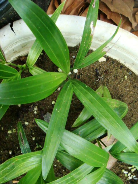 [Foto de planta, jardin, jardineria]