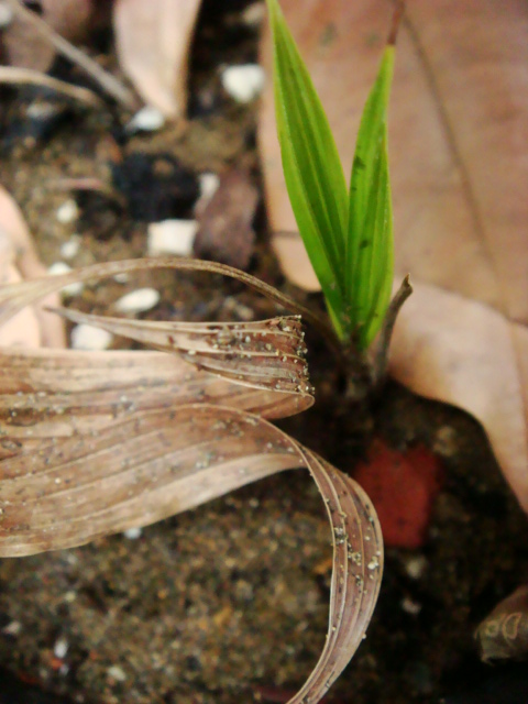 [Foto de planta, jardin, jardineria]