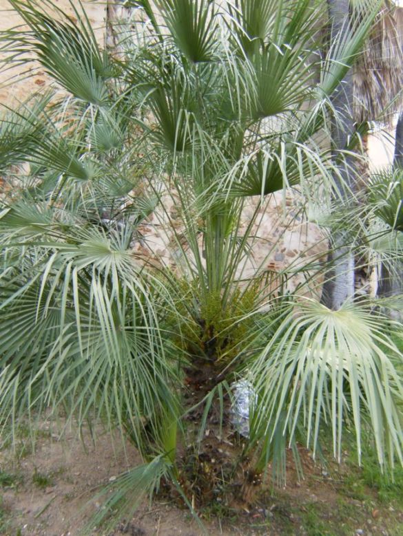 [Foto de planta, jardin, jardineria]