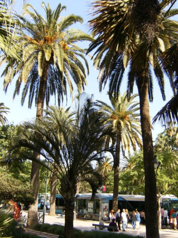 [Foto de planta, jardin, jardineria]