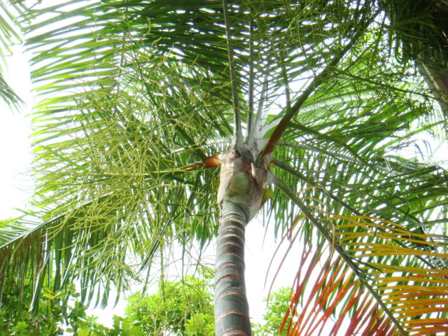 [Foto de planta, jardin, jardineria]