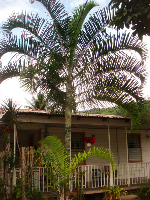 [Foto de planta, jardin, jardineria]