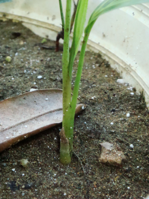 [Foto de planta, jardin, jardineria]