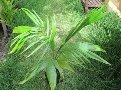 [Foto de planta, jardin, jardineria]