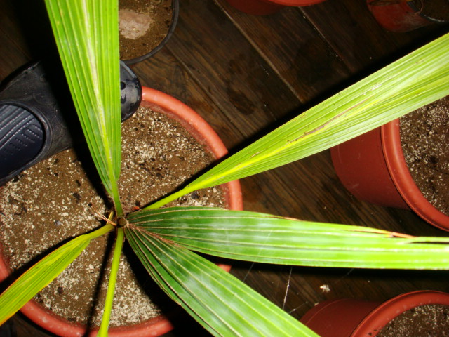 [Foto de planta, jardin, jardineria]