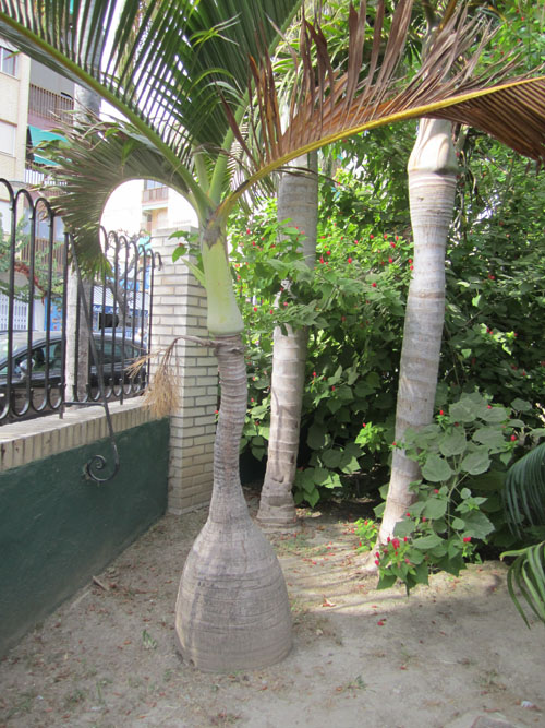 [Foto de planta, jardin, jardineria]
