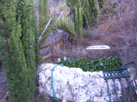 [Foto de planta, jardin, jardineria]