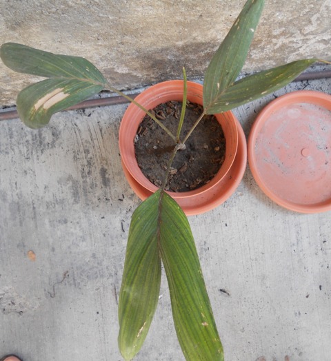 [Foto de planta, jardin, jardineria]