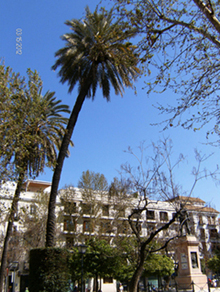 [Foto de planta, jardin, jardineria]