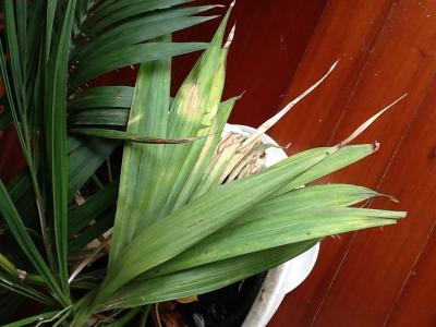 [Foto de planta, jardin, jardineria]