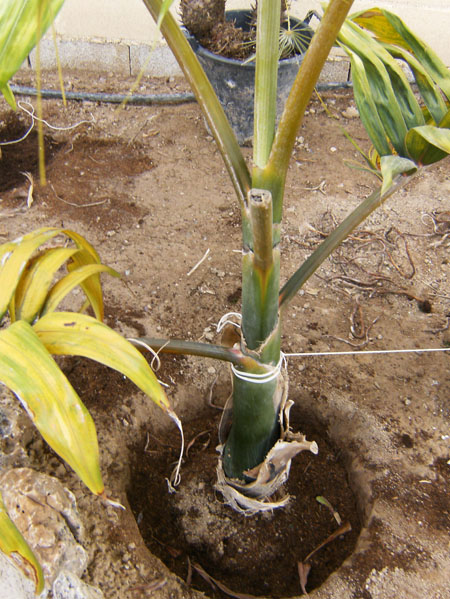 [Foto de planta, jardin, jardineria]