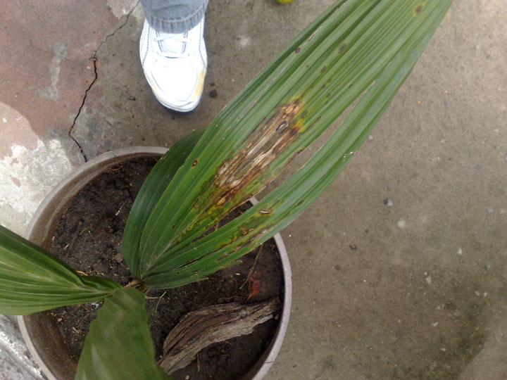 [Foto de planta, jardin, jardineria]