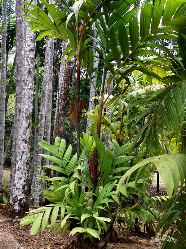 [Foto de planta, jardin, jardineria]