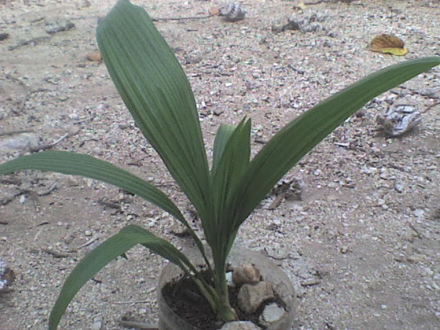 [Foto de planta, jardin, jardineria]