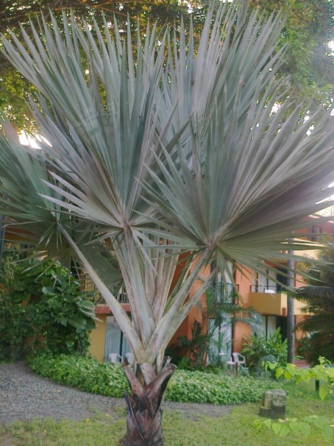 [Foto de planta, jardin, jardineria]