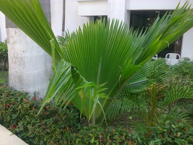 [Foto de planta, jardin, jardineria]
