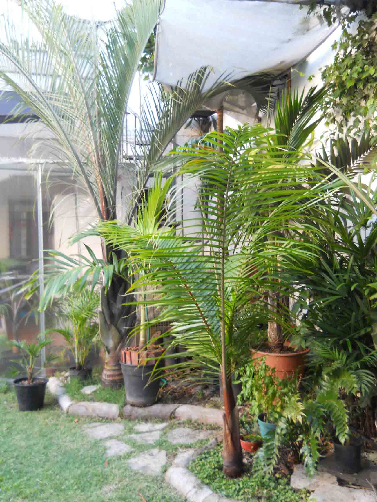 [Foto de planta, jardin, jardineria]