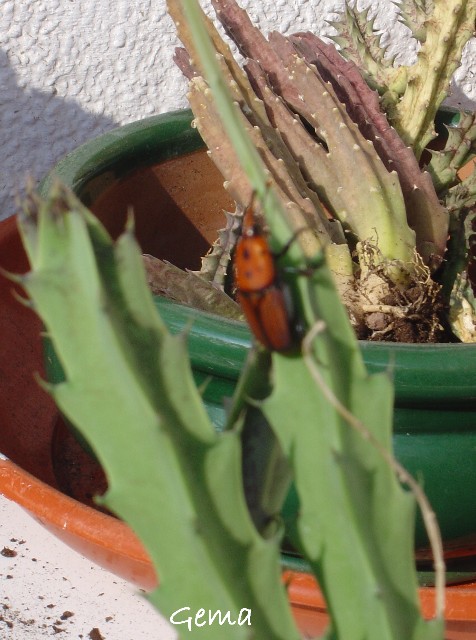 [Foto de planta, jardin, jardineria]