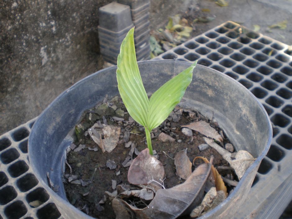 [Foto de planta, jardin, jardineria]