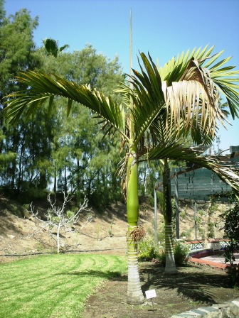 [Foto de planta, jardin, jardineria]