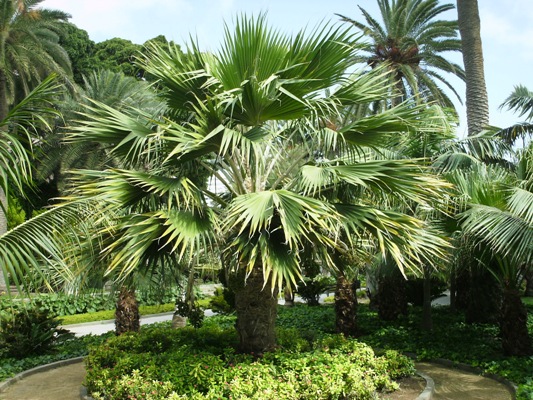 [Foto de planta, jardin, jardineria]