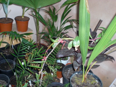 [Foto de planta, jardin, jardineria]