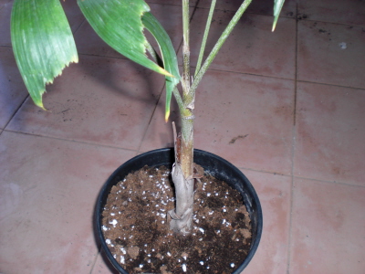 [Foto de planta, jardin, jardineria]