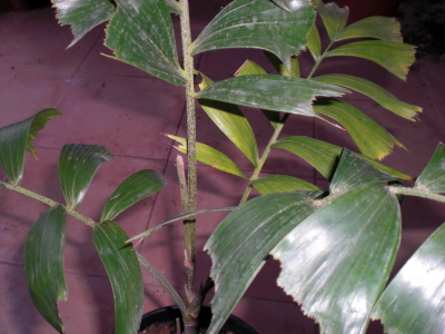 [Foto de planta, jardin, jardineria]