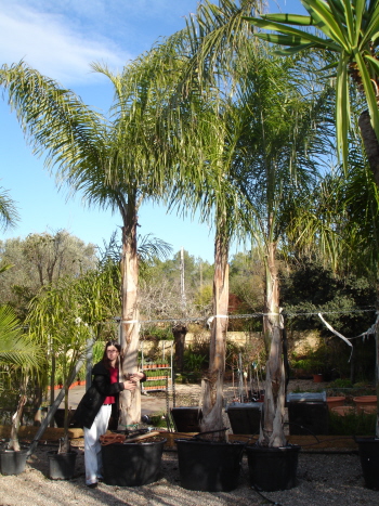 [Foto de planta, jardin, jardineria]