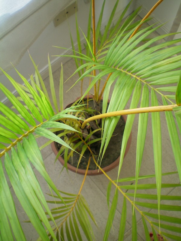 [Foto de planta, jardin, jardineria]