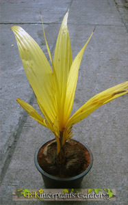 [Foto de planta, jardin, jardineria]