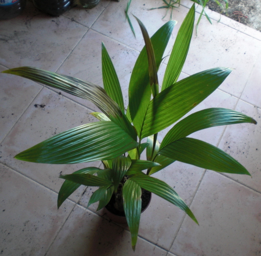 [Foto de planta, jardin, jardineria]