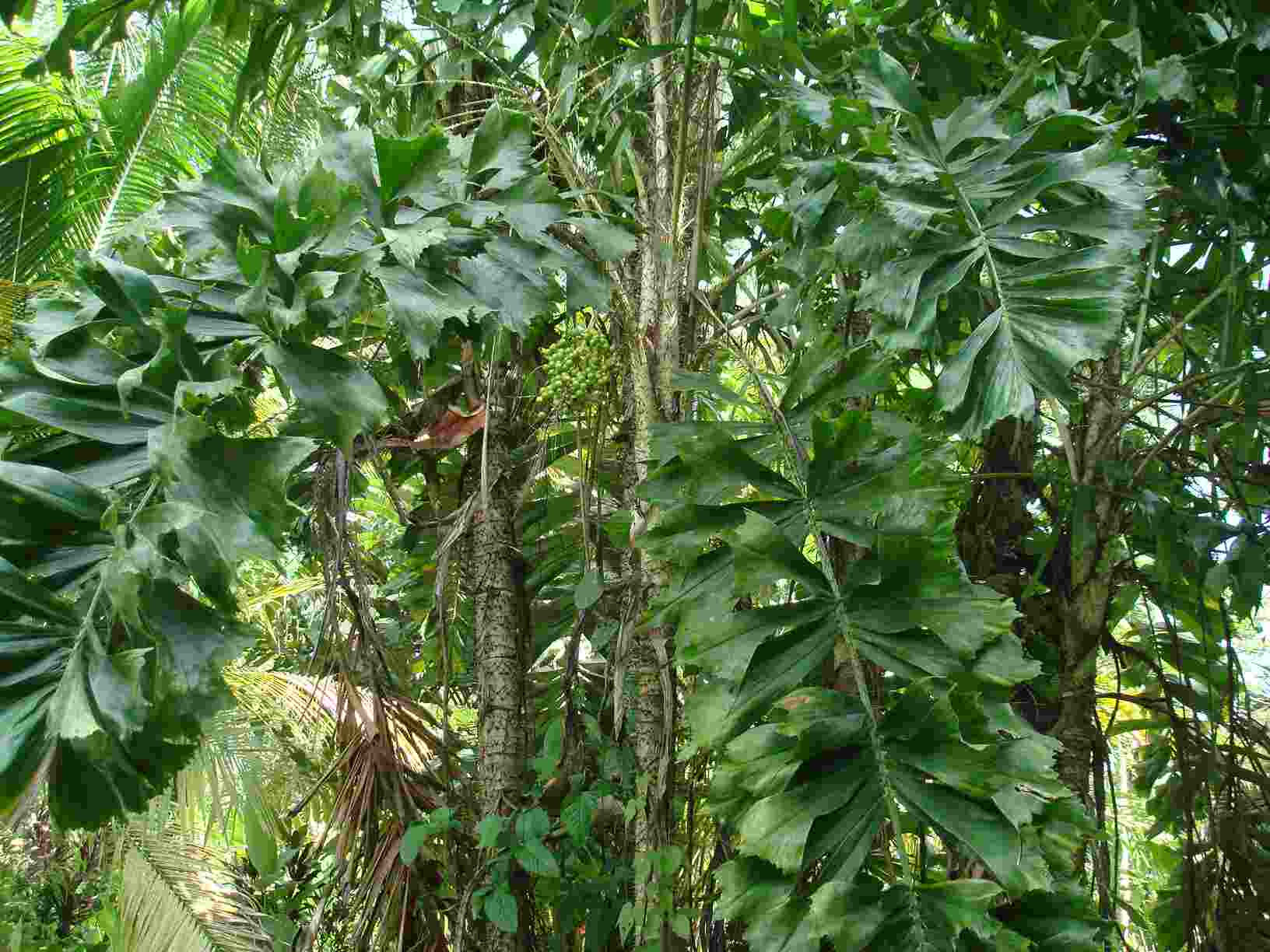 [Foto de planta, jardin, jardineria]