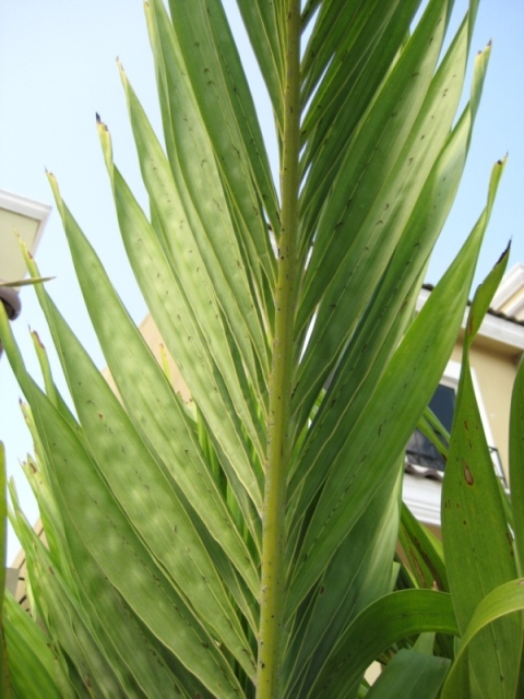 [Foto de planta, jardin, jardineria]