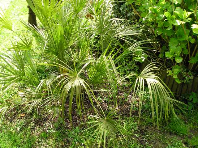 [Foto de planta, jardin, jardineria]