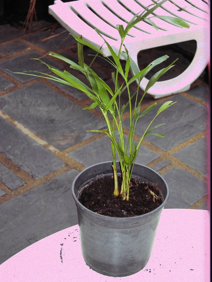 [Foto de planta, jardin, jardineria]