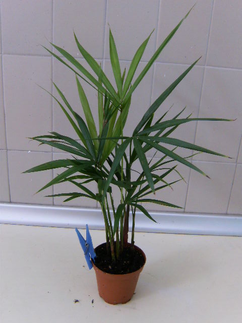 [Foto de planta, jardin, jardineria]
