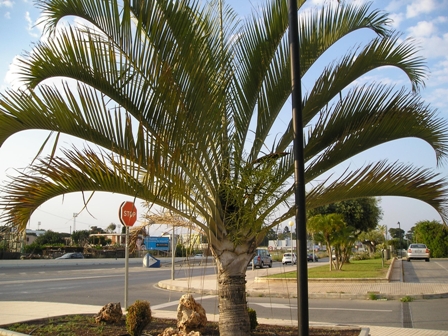 [Foto de planta, jardin, jardineria]