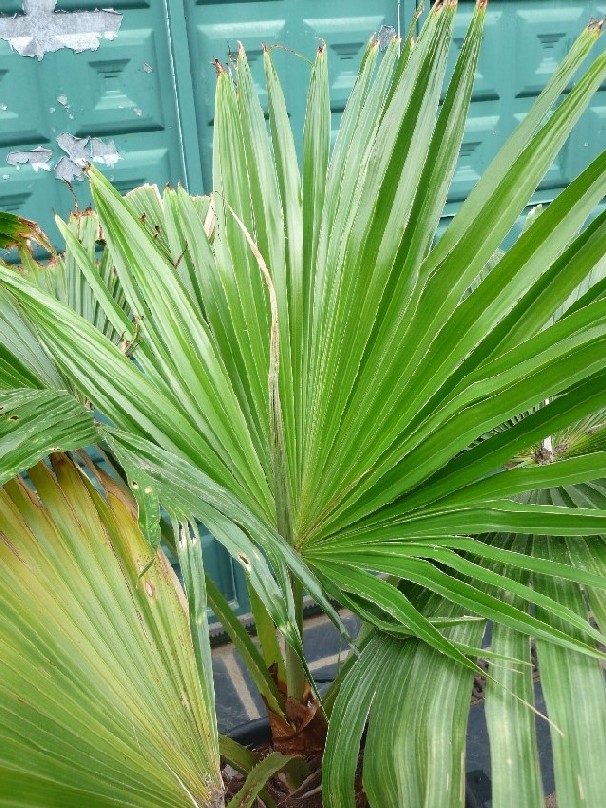 [Foto de planta, jardin, jardineria]