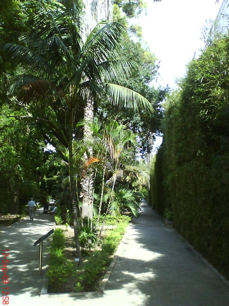 [Foto de planta, jardin, jardineria]